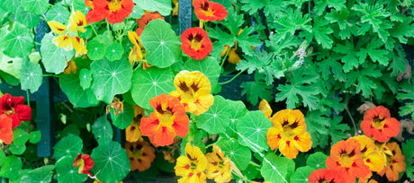 5 reasons to plant nasturtiums in your garden