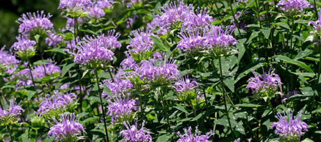 Wild Bergamot Plant: Benefits and Growing Guide