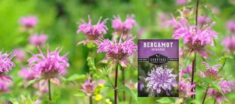 Bee Balm Seeds: How to Choose and Grow Them