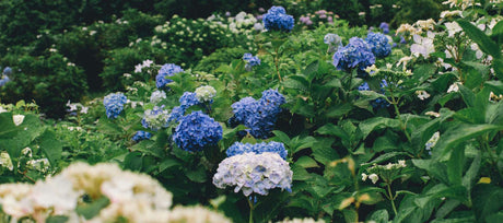 Best Blue Flowers for Your Garden