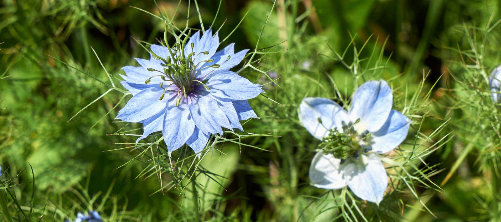 Nigella Sativa - Beneficial Black Cumin