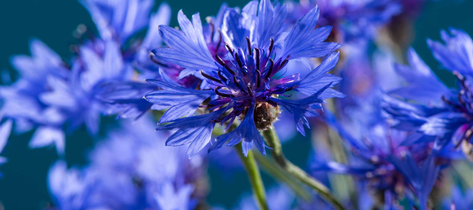Blue Flowers Names and Varieties