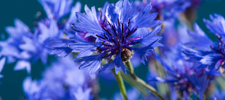 Blue Flowers Names and Varieties