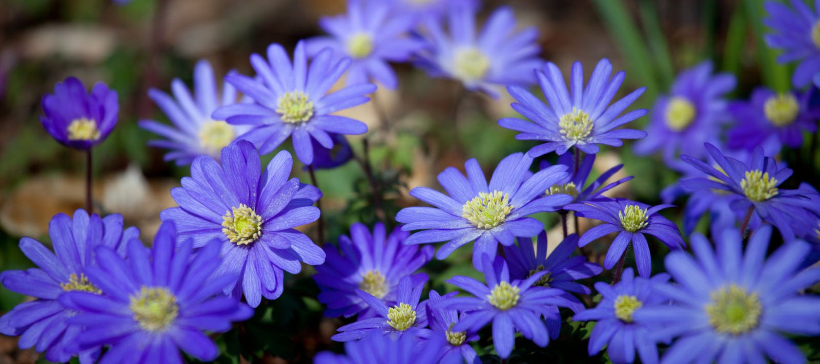 Blue Flowers You Can Grow From Seed