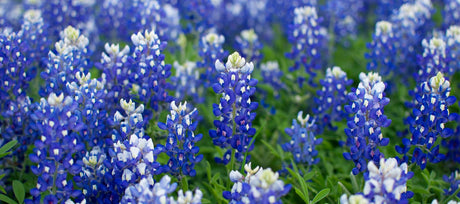 True Blue Beauties:  8 Stunning Blue Flowers to Grow in Your Garden