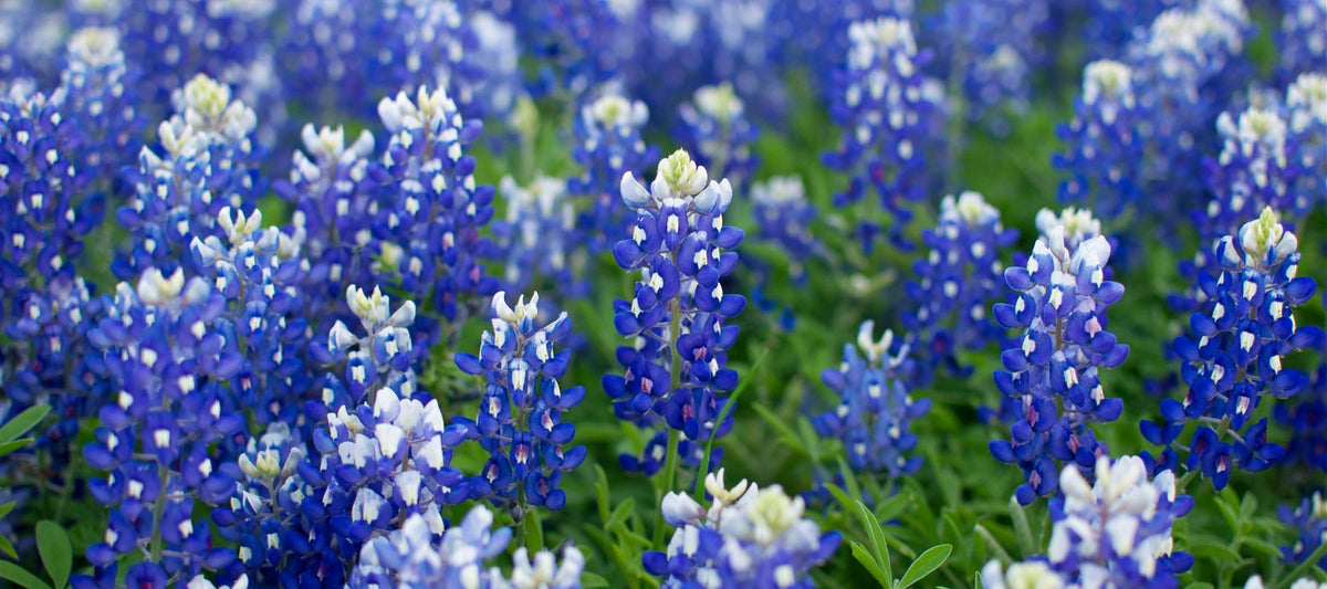 Are Blue Flowers Real