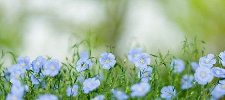 Easy Blue Flowers for Beginners