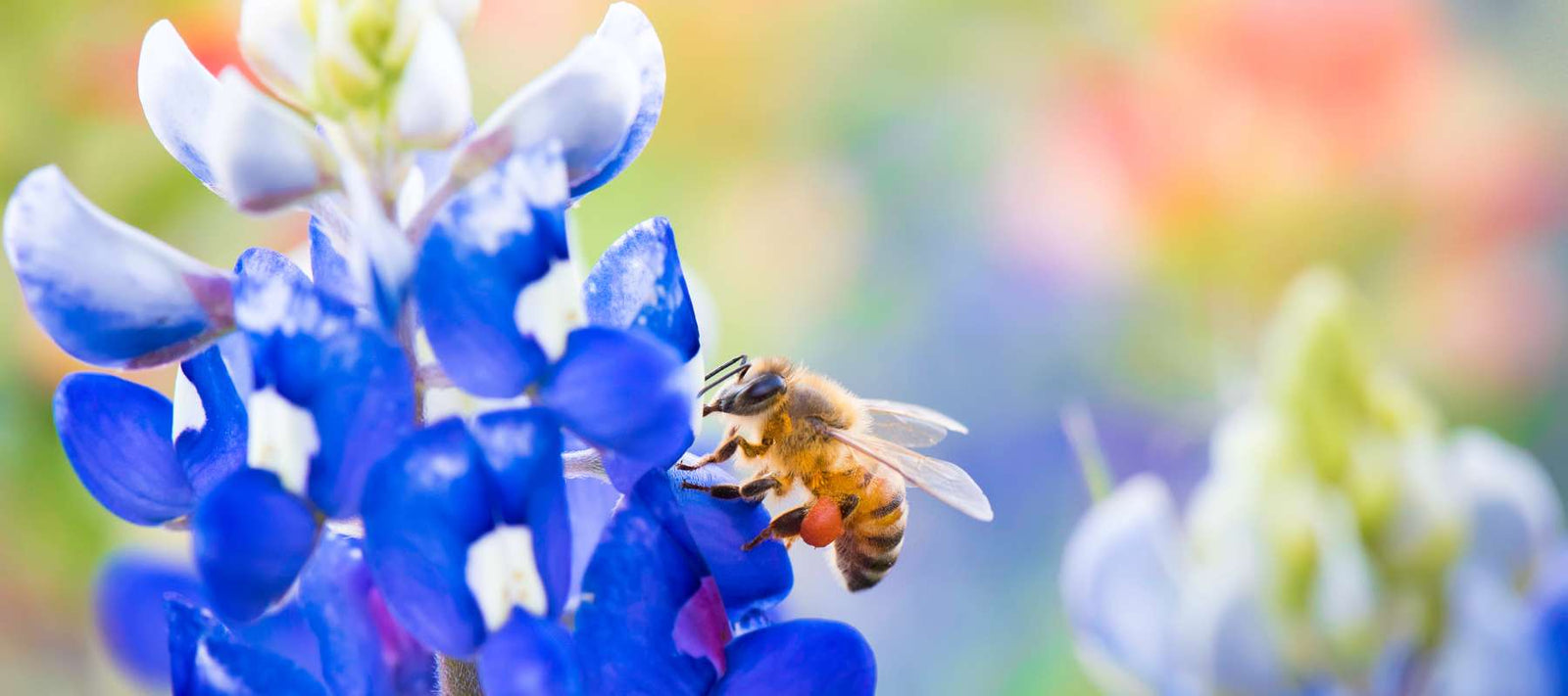 Best Blue Flowers for Pollinators