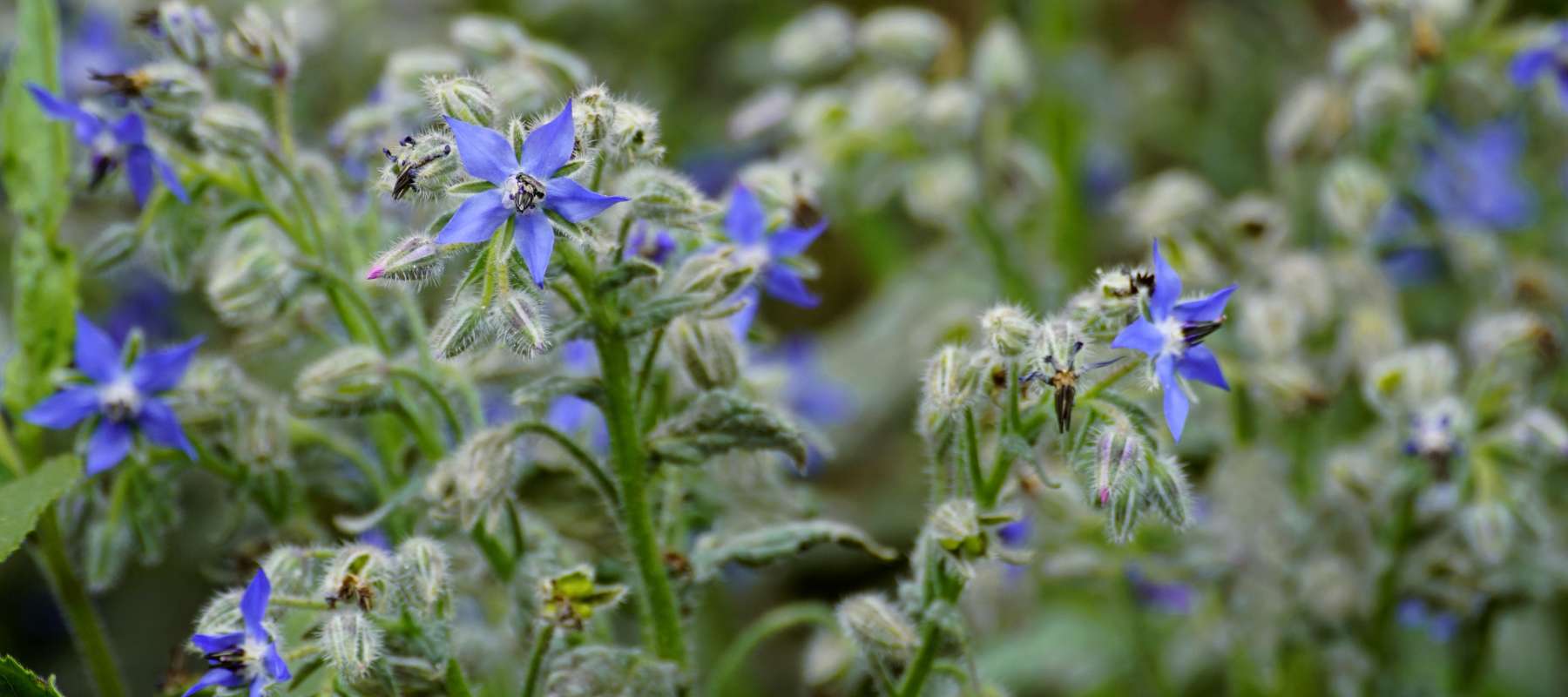 If growing borage for its medicinal oil, allow flowers to mature and form seeds. Collect seeds when pods dry and harden, storing them for replanting or processing into oil.