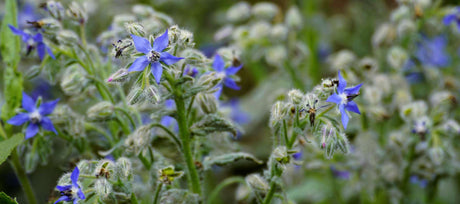 Why Your Garden Needs Borage: Uses & Growing Tips