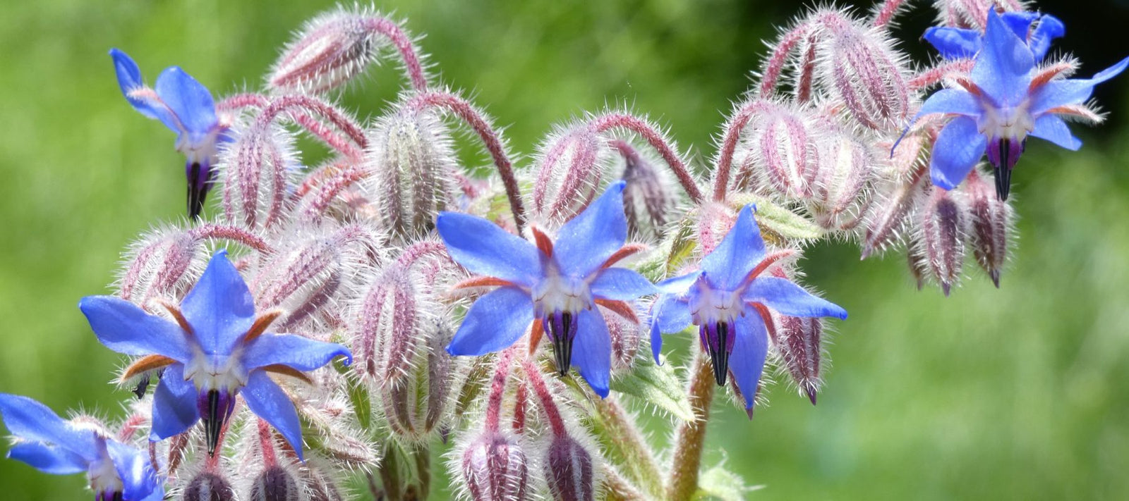 Borage Plant Guide: Growing, Care, Uses, and Benefits