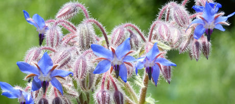 Borage Plant Guide: Growing, Care, Uses, and Benefits