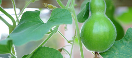 Bottle Gourd - History, Uses, and How to Grow Bottle Gourds from Seed