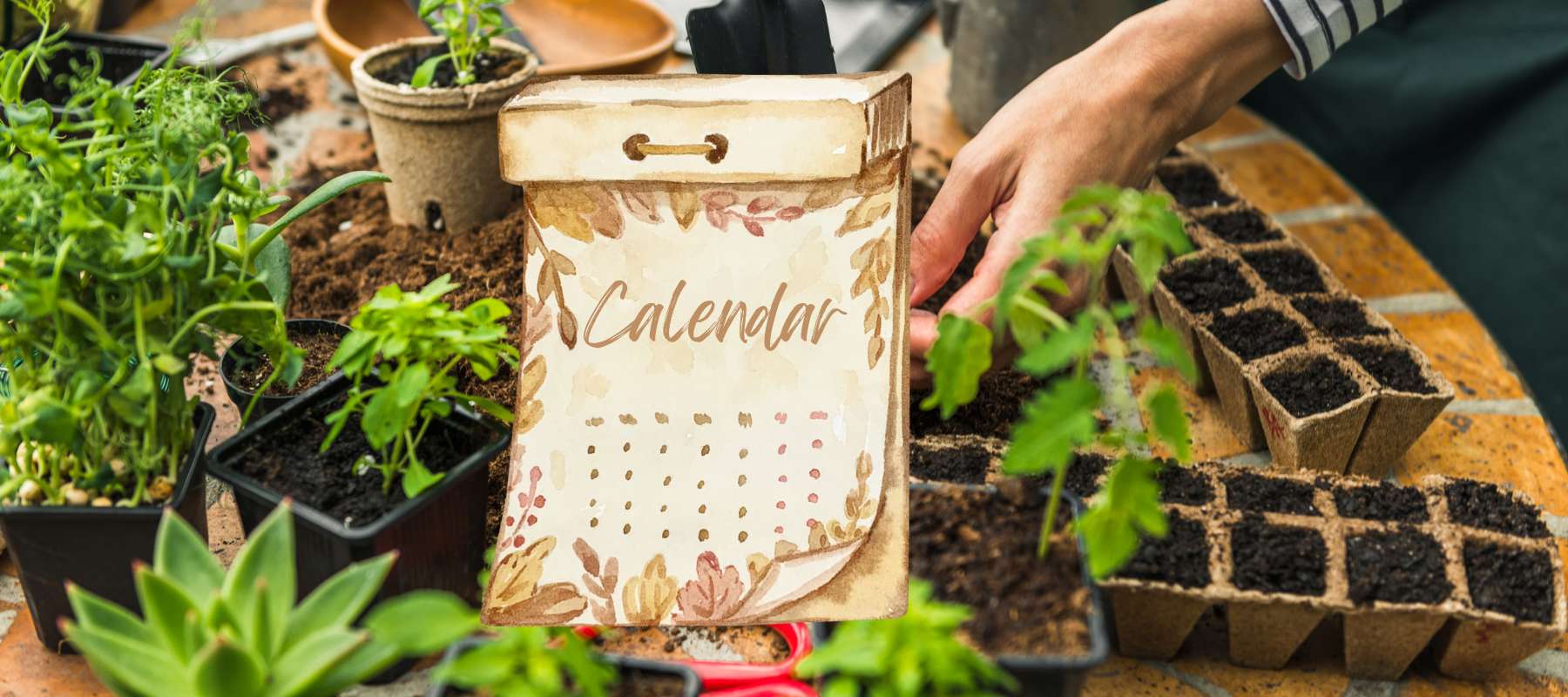 What to Grow in November