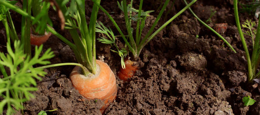 How to Successfully Grow Carrots From Seed