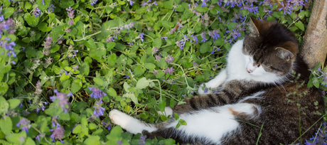 Catnip Seeds for Happy Cats