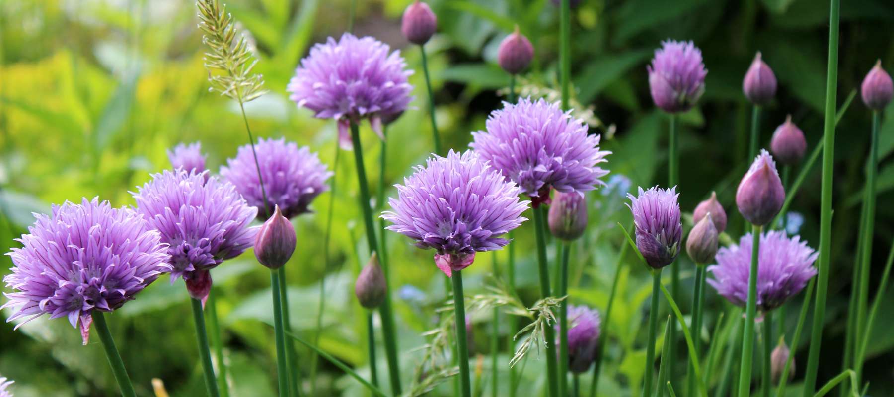 How to Grow Chives from Seed  SurvivalGardenSeeds
