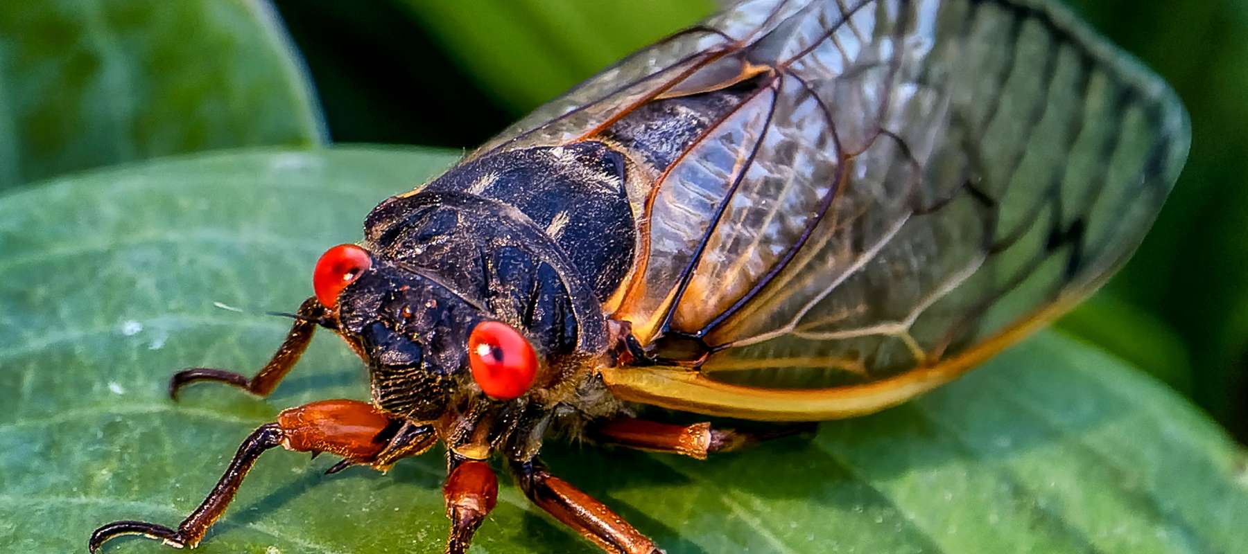Cicada Invasion 2024