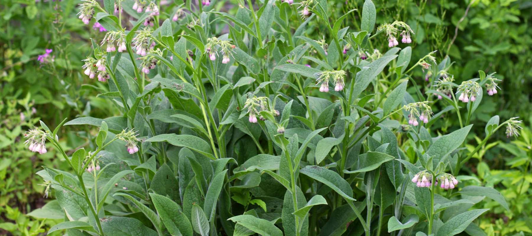 Comfrey Care Guide: Water, Soil & Maintenance  SurvivalGardenSeeds
