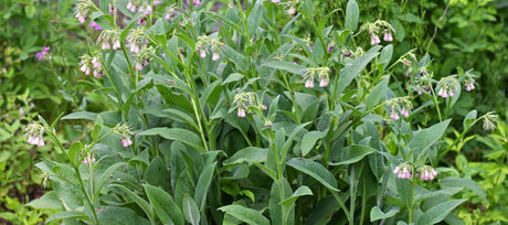 Comfrey Care Guide: Water, Soil & Maintenance