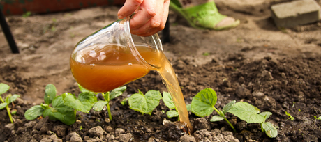 Comfrey Fertilizer: How to Use It for Soil Health