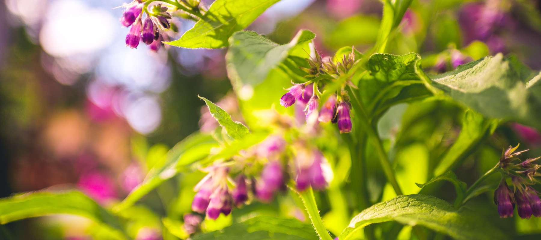 The Ultimate Guide to the Comfrey Plant  SurvivalGardenSeeds