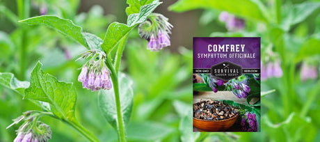 Comfrey Seeds: How to Choose and Grow Them