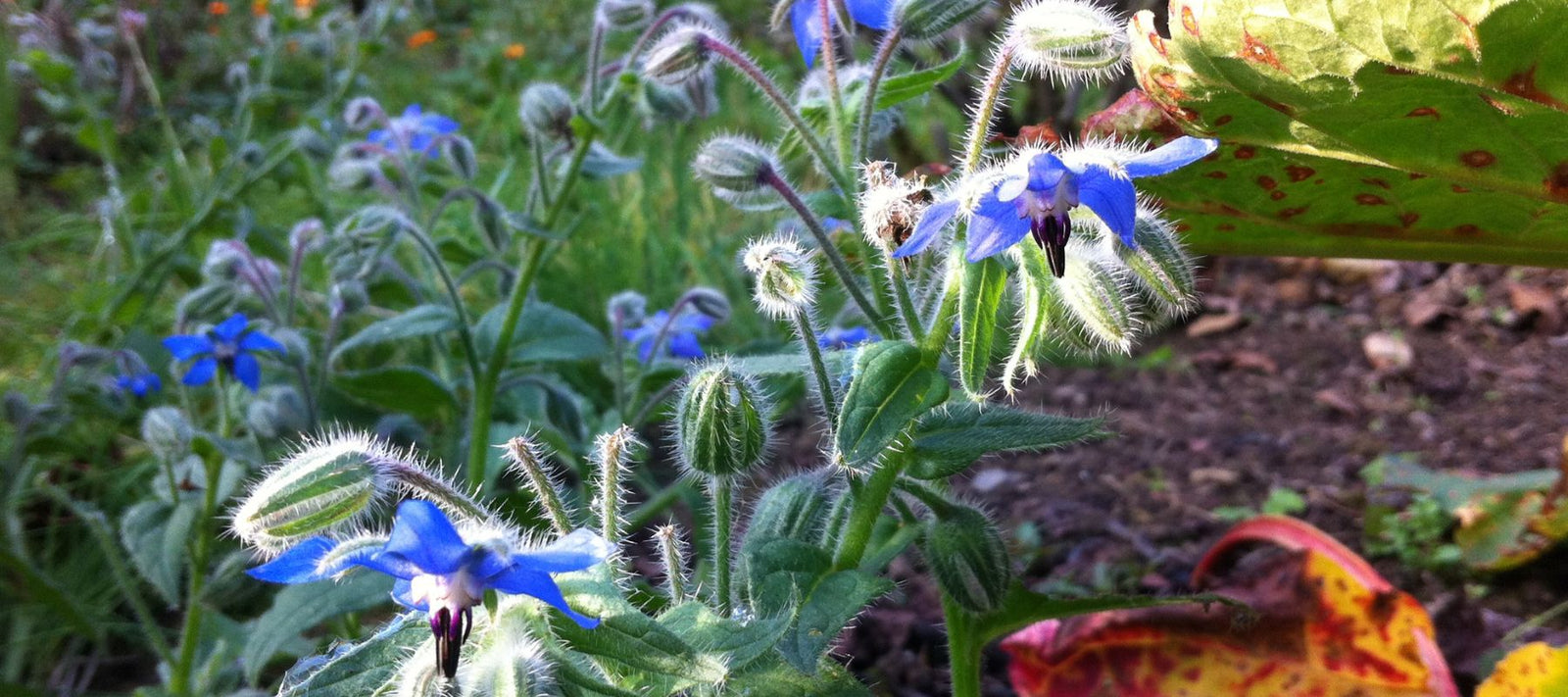 Companion Planting With Borage