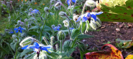 Companion Planting With Borage