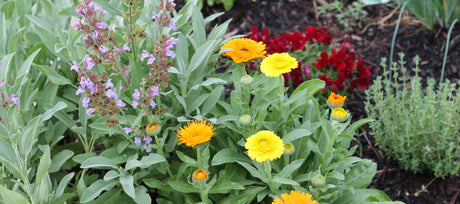 Companion Planting With Sage