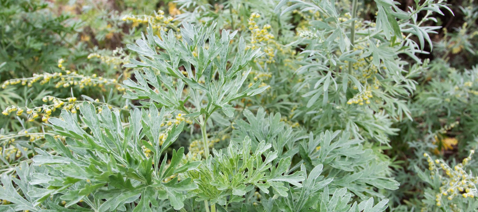 Wormwood Companion Planting Guide