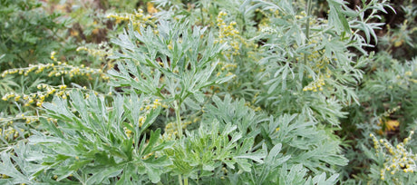 Wormwood Companion Planting Guide