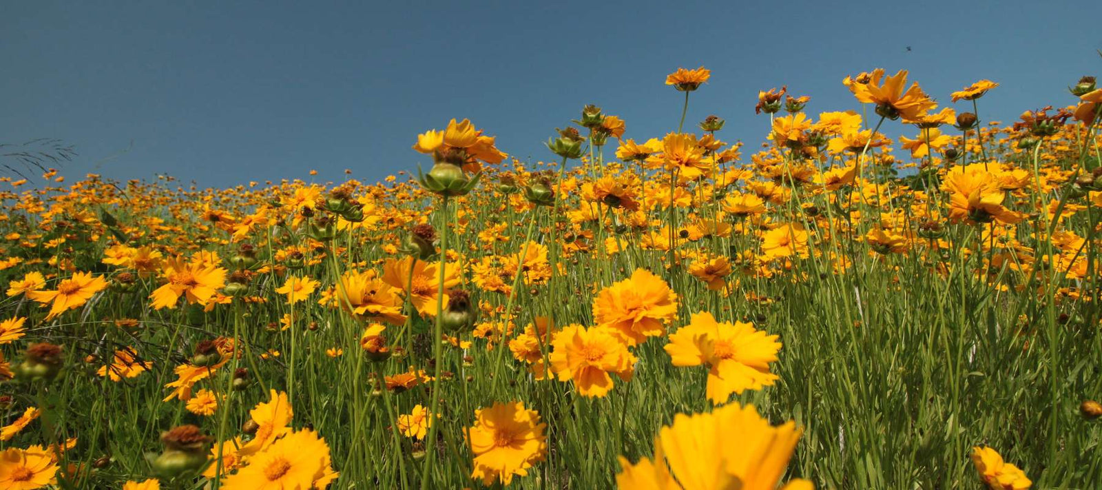 Why Every Native Garden Needs Coreopsis
