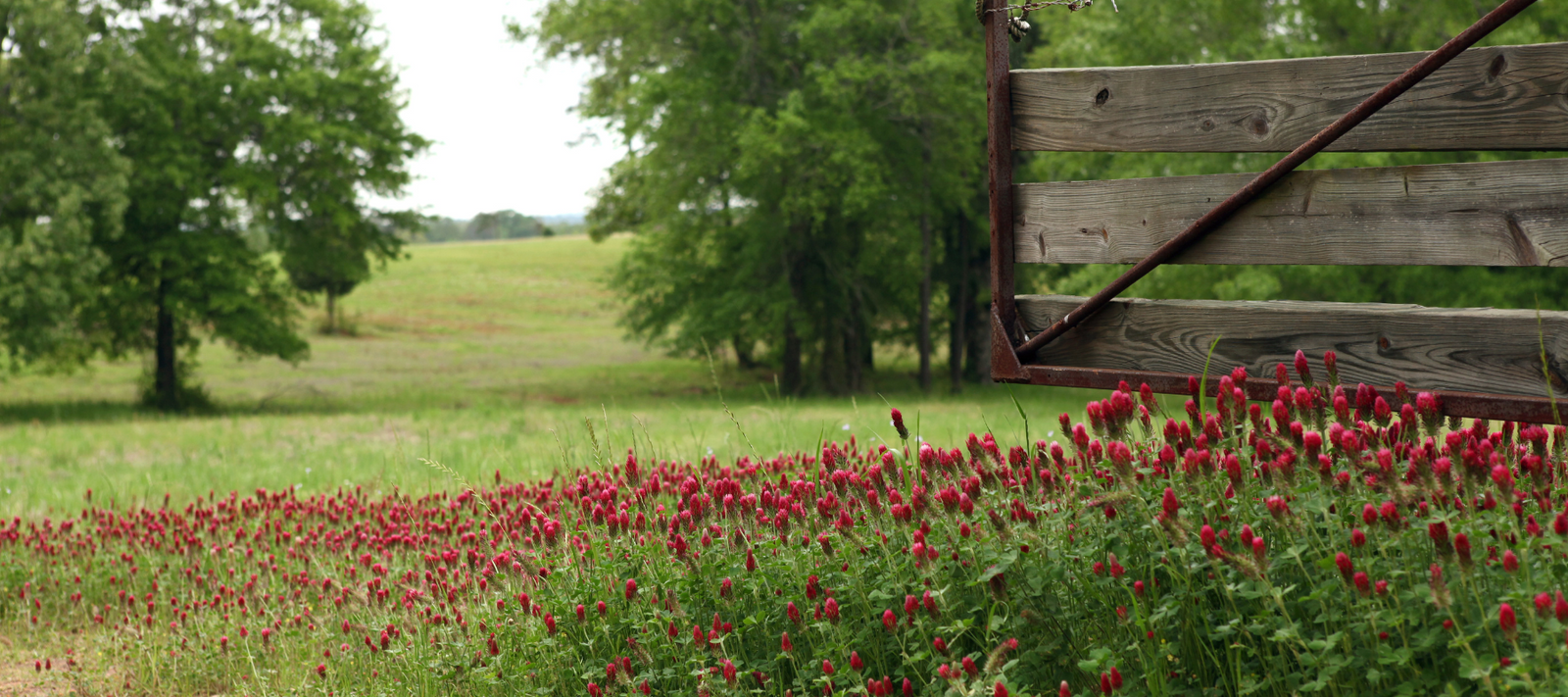 Choosing and planting cover crops