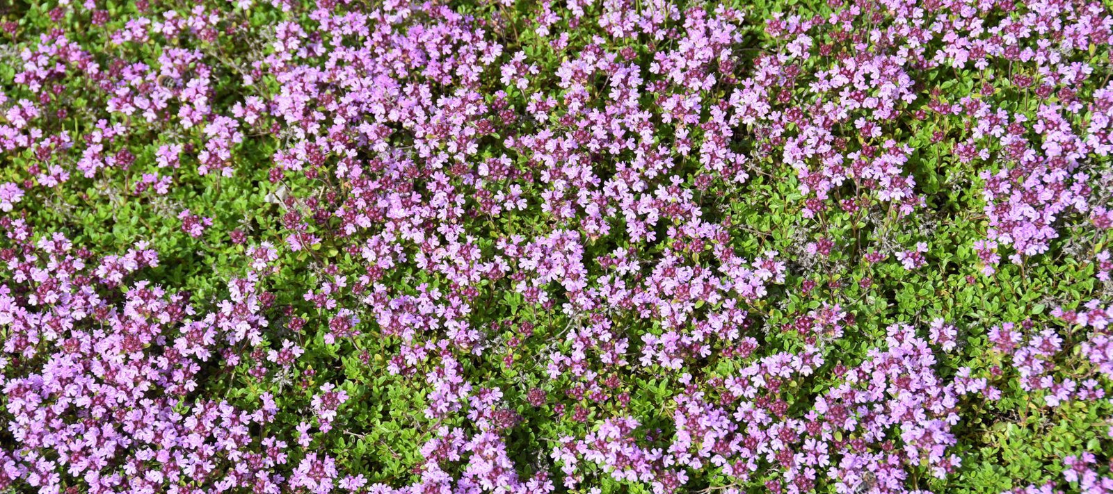 How to Grow Creeping Thyme as Groundcover