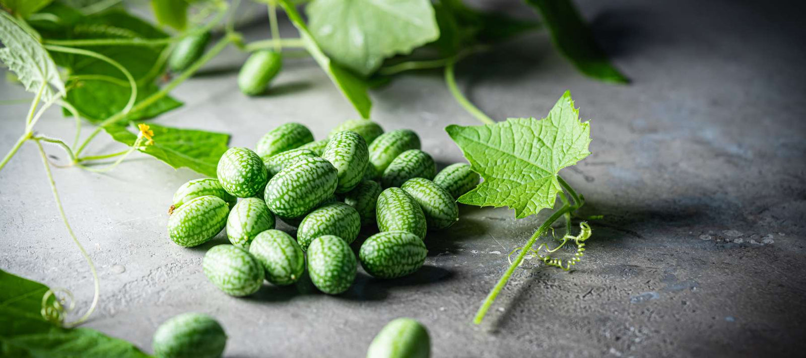 Top 10 Reasons to Plant Cucamelon Seeds in Your Garden