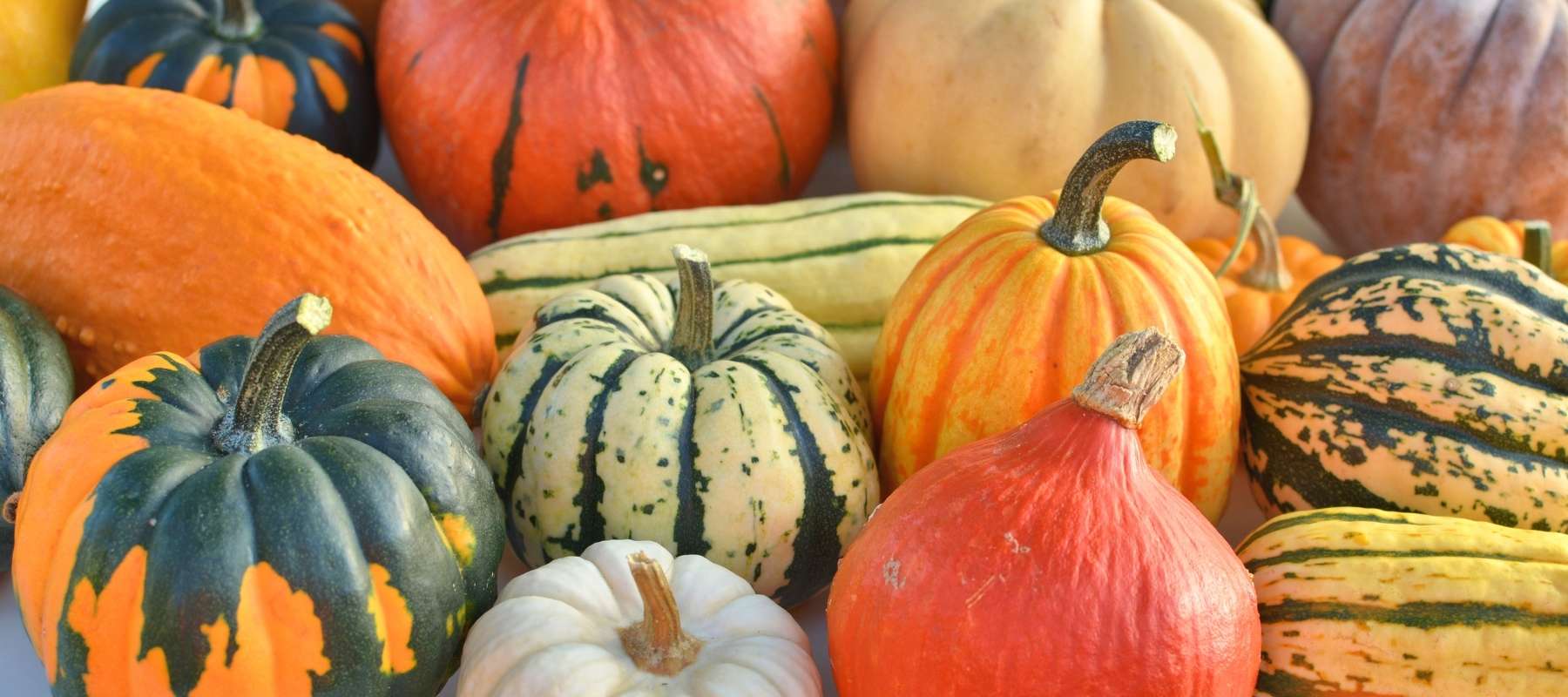 How to Cure and Store Winter Squash