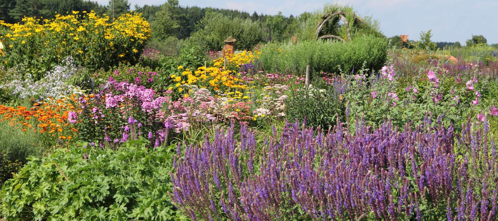 Flowers & Herbs to Complete Your Drought Tolerant Garden
