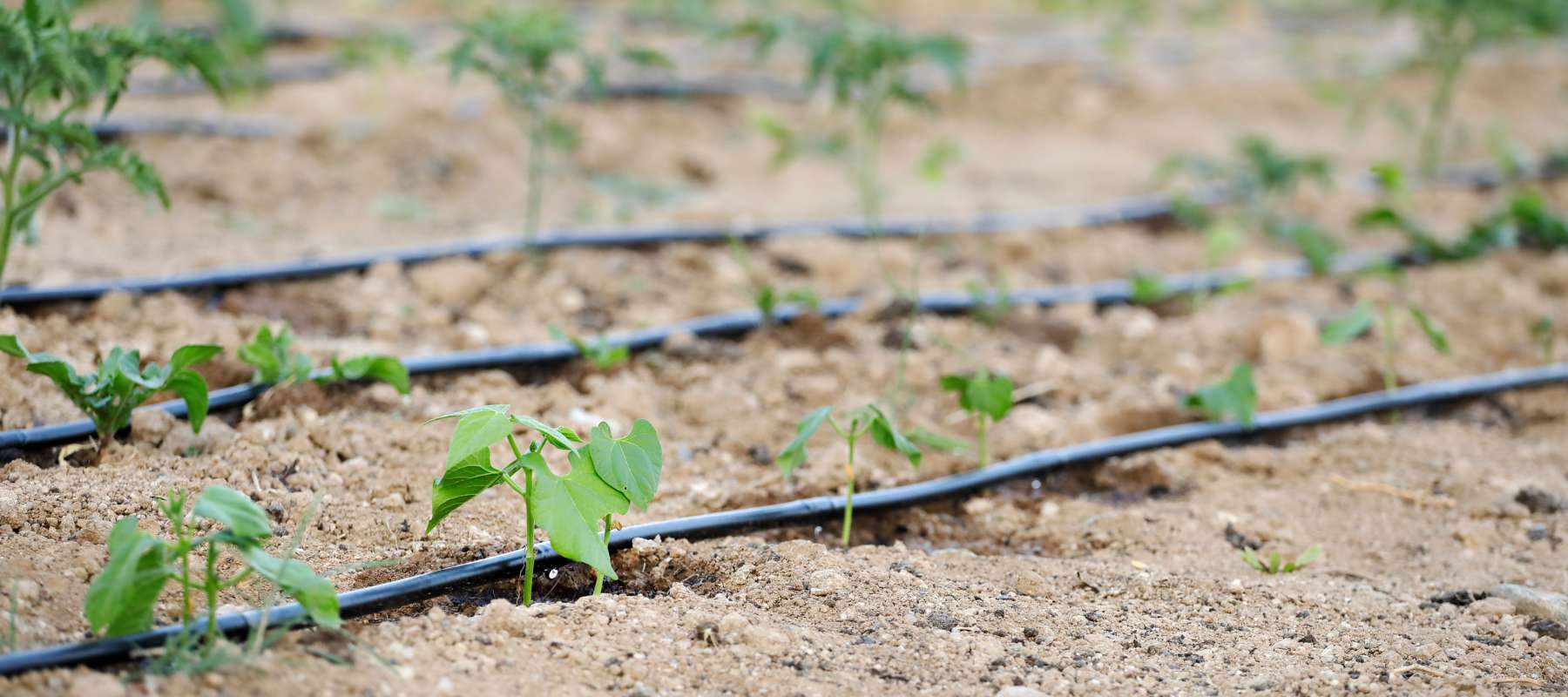 Drought Resistant Planting for Your Vegetable Garden