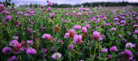 From Soil to Table: A Guide to Edible Cover Crops