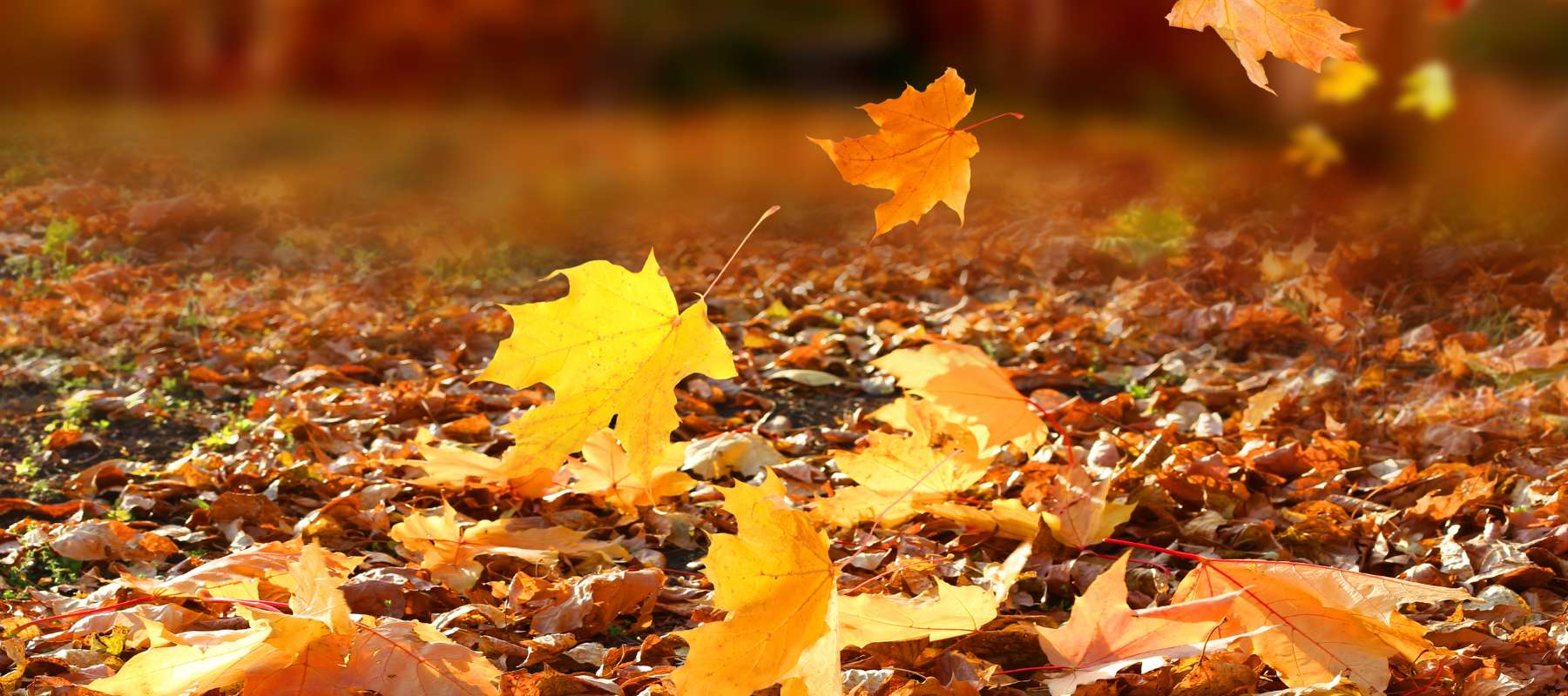 Using Fall Leaves in Your Garden