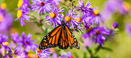 Fall Care for Native Plants: Protect Your Garden and the Wildlife That Calls It Home