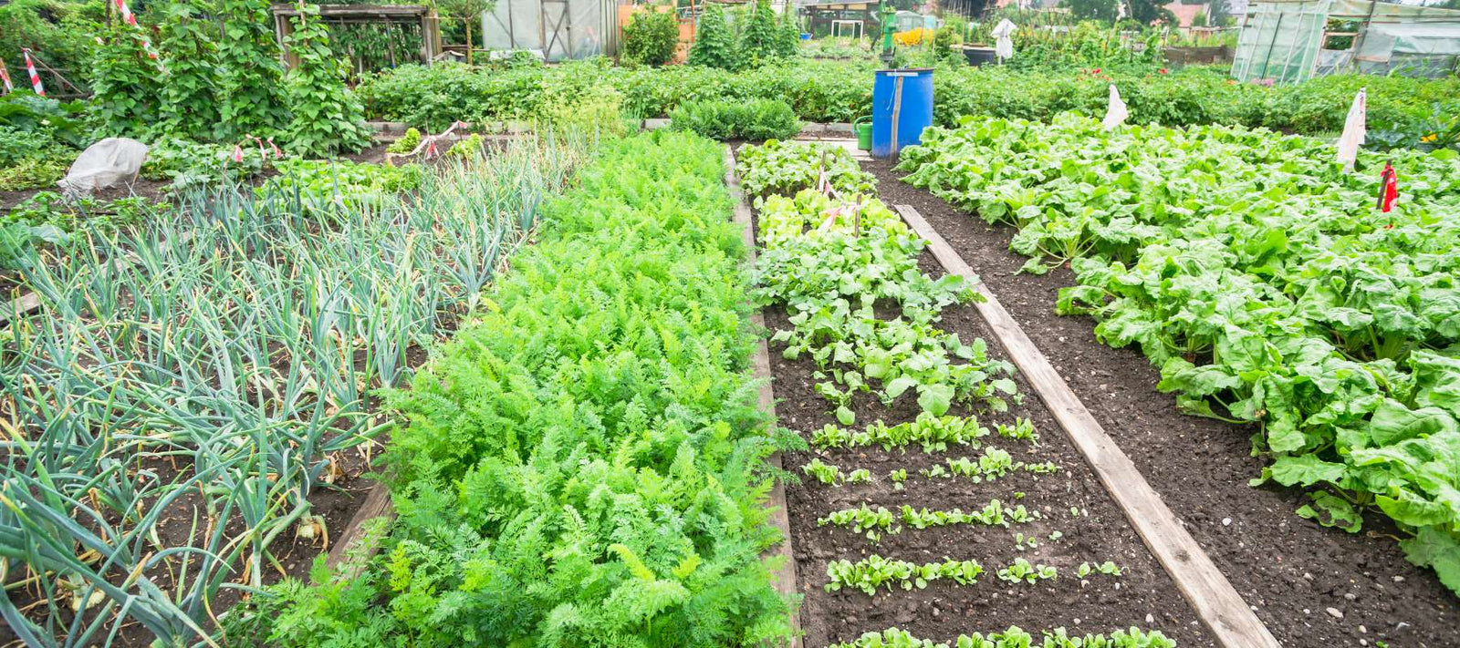 Ultimate Heirloom Seed Vault