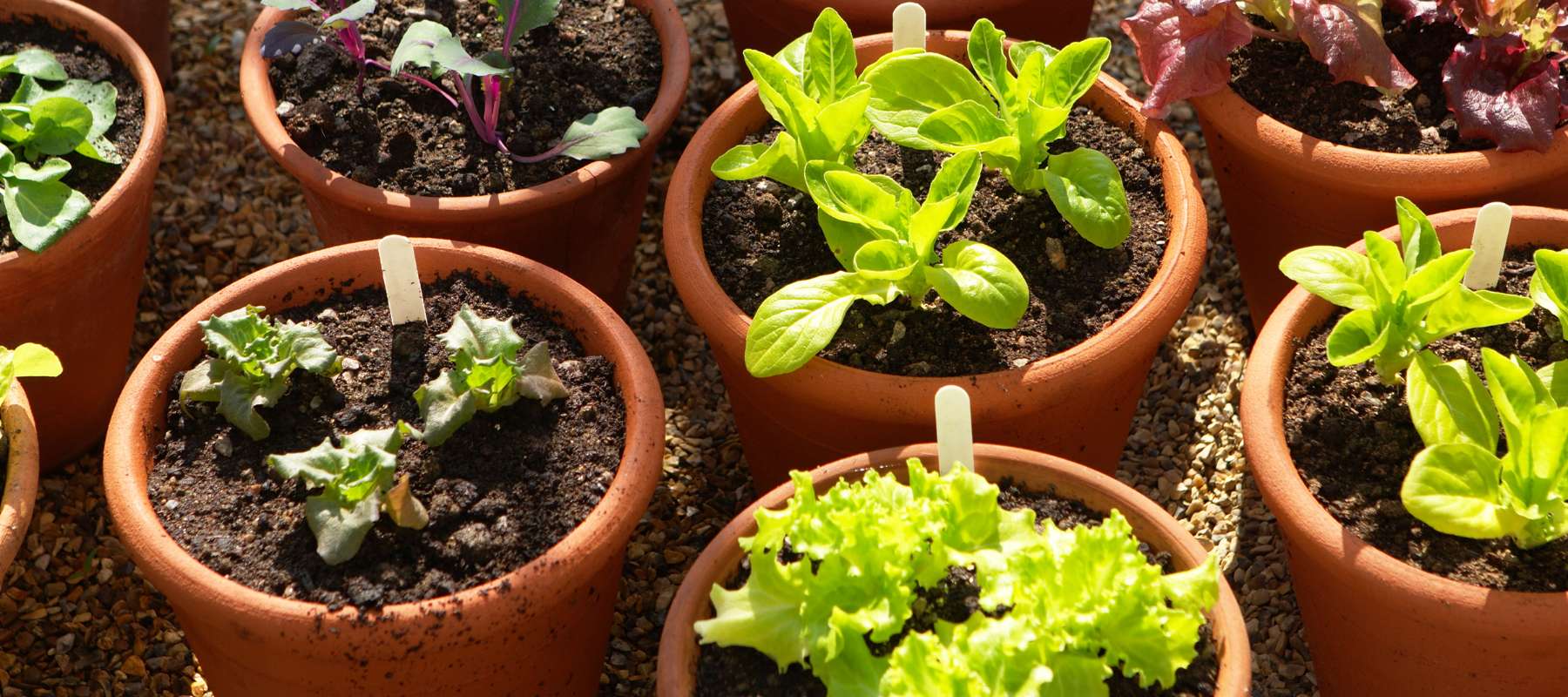 Fast Growing Vegetables You Can Harvest in Under a Month