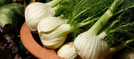 Fennel Seeds: How to Grow Florence Fennel & Delicious Ways to Use Bulbs and Seeds