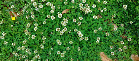 Rethink Your Yard: The Best Lawn Alternative for a Low-Maintenance, Flower-Filled Landscape