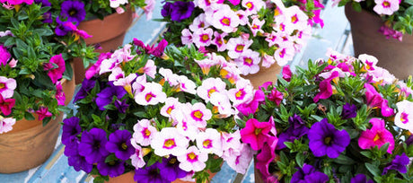 Five Flowers for Container Growing