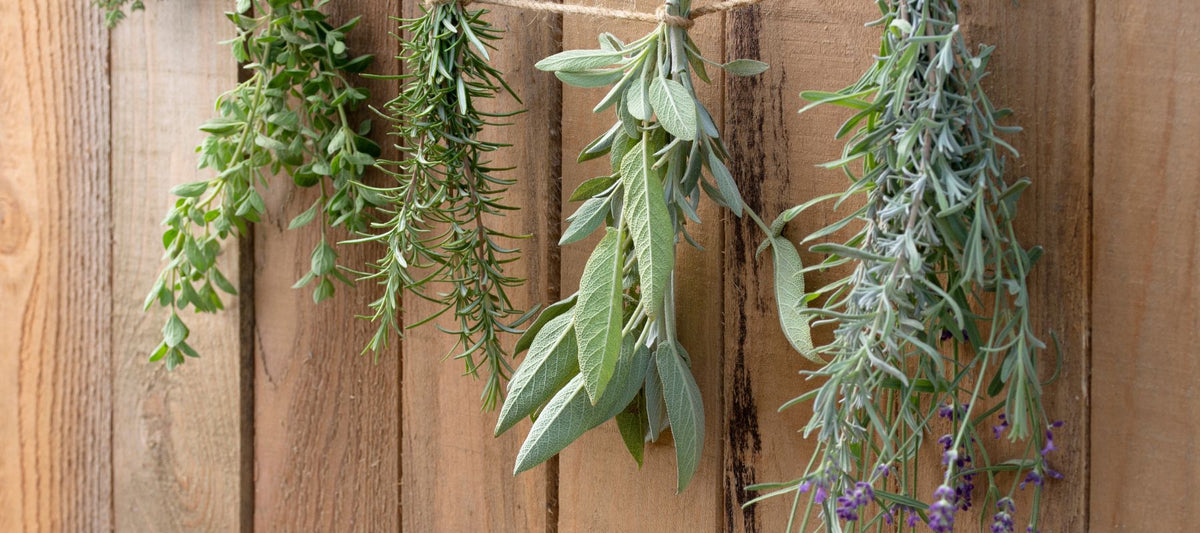 The Legend of Four Thieves Vinegar: History, Herbs, and a Homemade Recipe