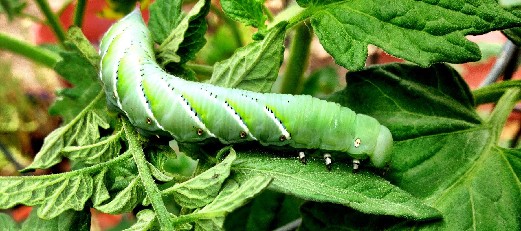 Our Top 3 Garden Pests and How to Deal With Them