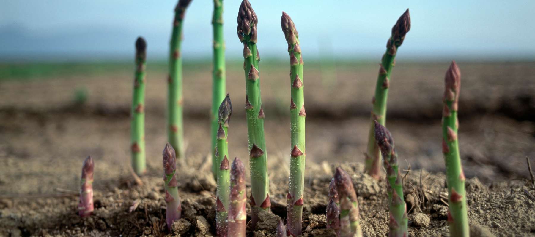 Growing Asparagus From Seed: Tips for Your Survival Garden